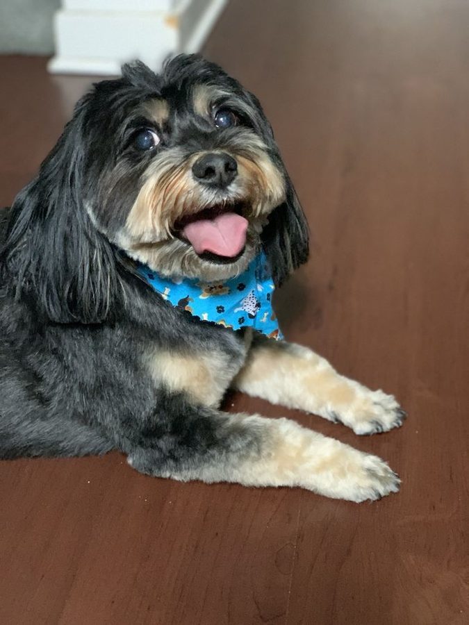 Black and tan dog with a shiny coat after a bath, wearing a blue bandana