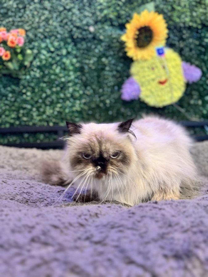 Long haired Himalayan cat resting on a soft gray blanket