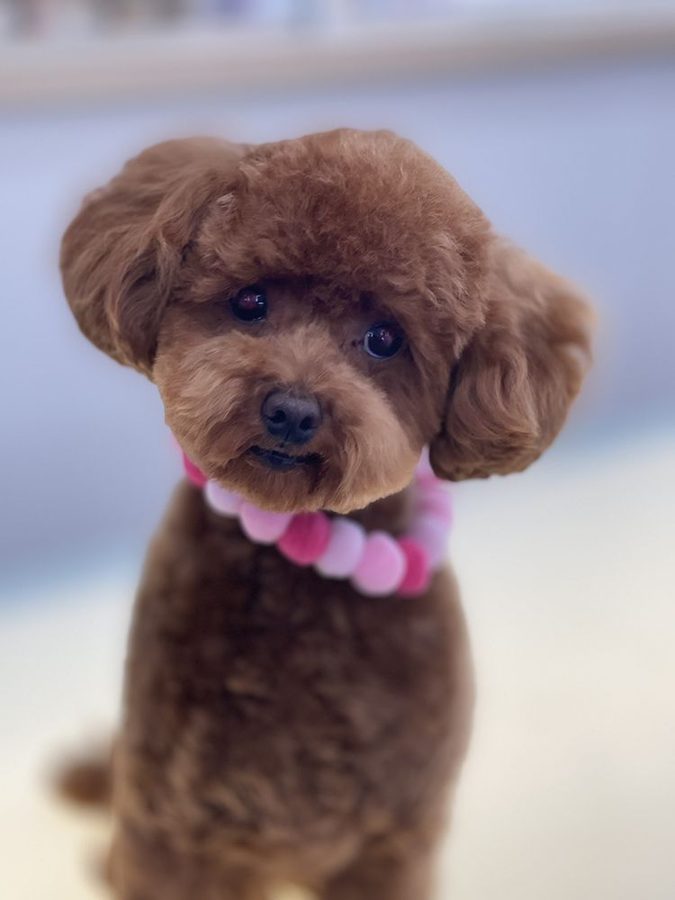 Red toy poodle with a round, perfectly shaped haircut and a pink pom collar
