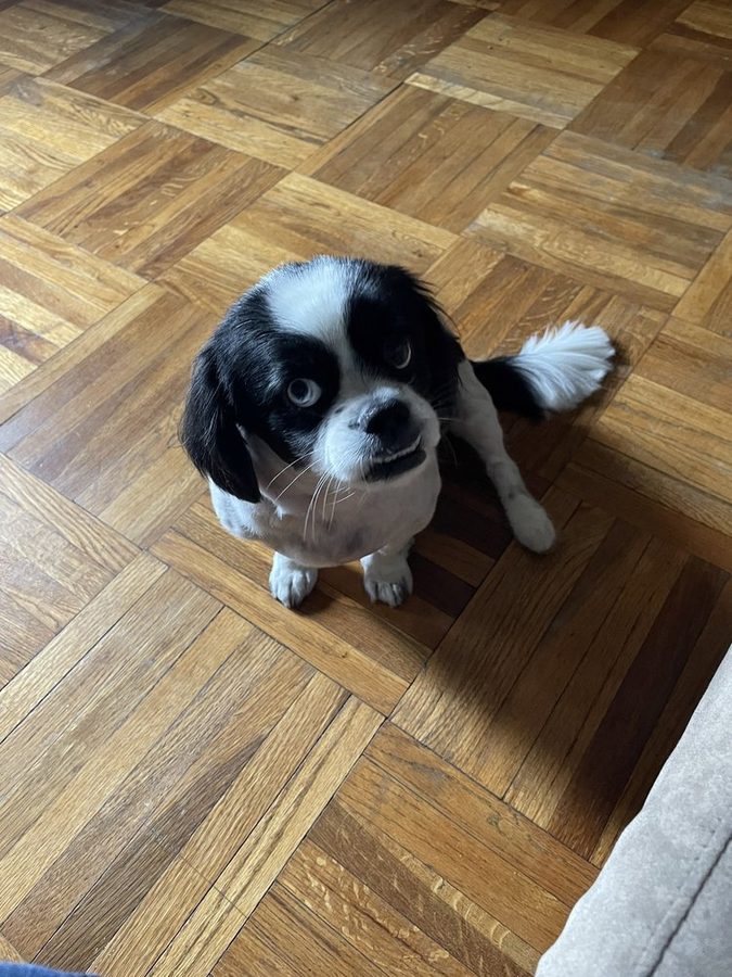 Black and white spaniel mix with a fresh trim, sitting on a wood floor and looking up