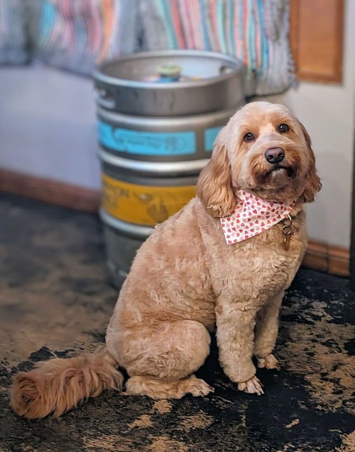 Apricot doodle sitting tall with a tidy haircut and a strawberry print bandana