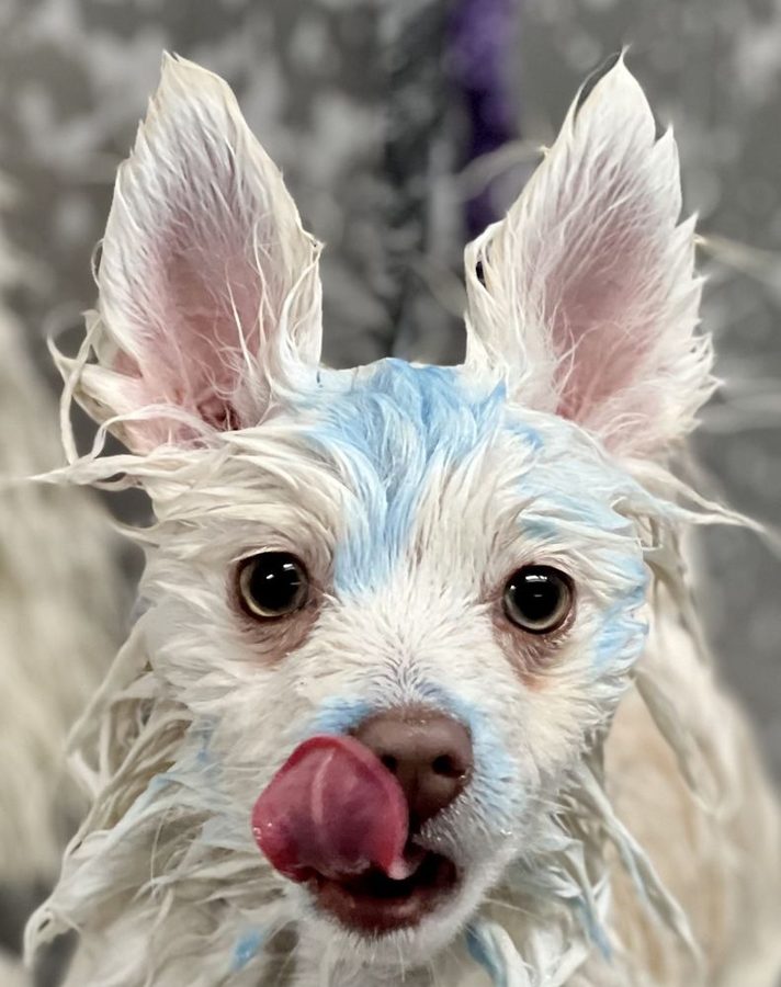 White dog with playful blue tinted ears licking its nose mid bath