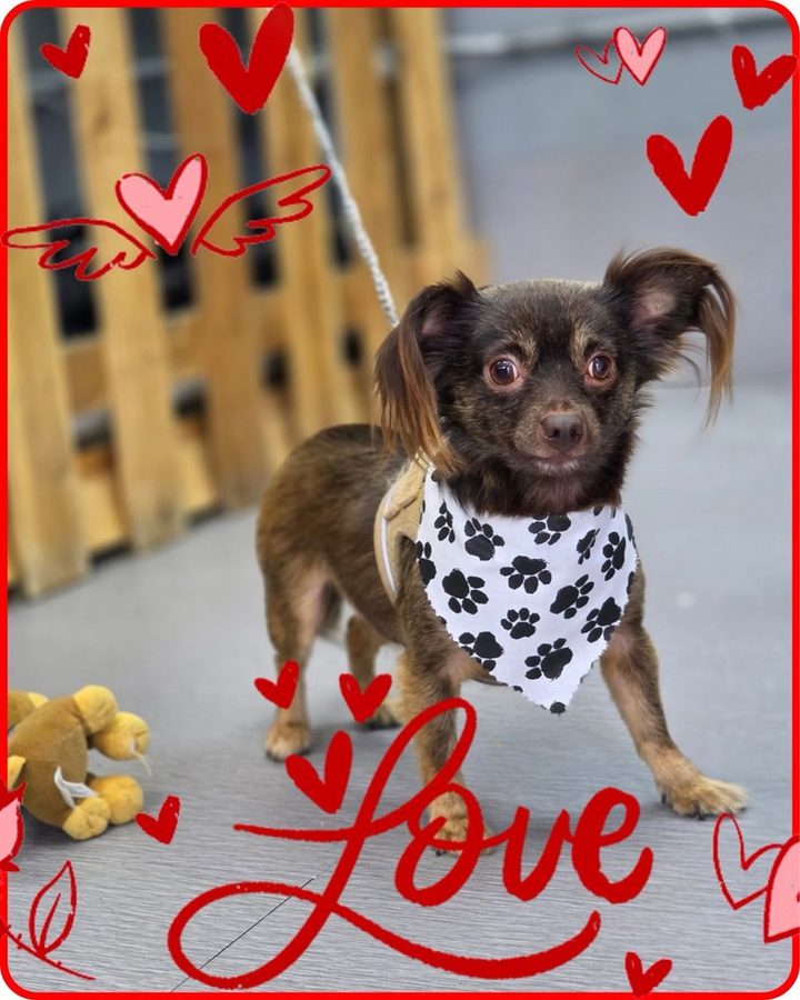 Long haired chihuahua wearing a paw print bandana, framed by hand drawn hearts