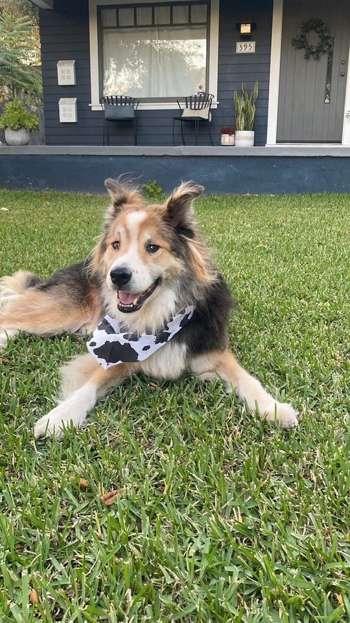 Collie mix lying on a front lawn wearing a cow print bandana