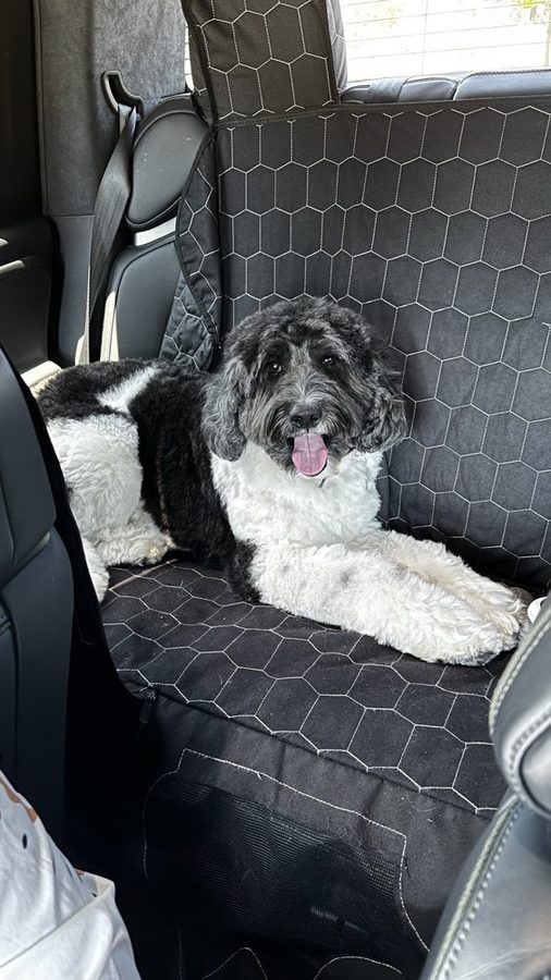 Black and white sheepadoodle sitting in the back seat of a car