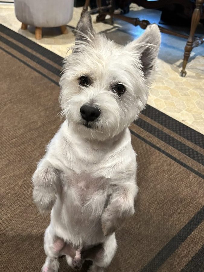 White westie standing up on its hind legs, freshly trimmed
