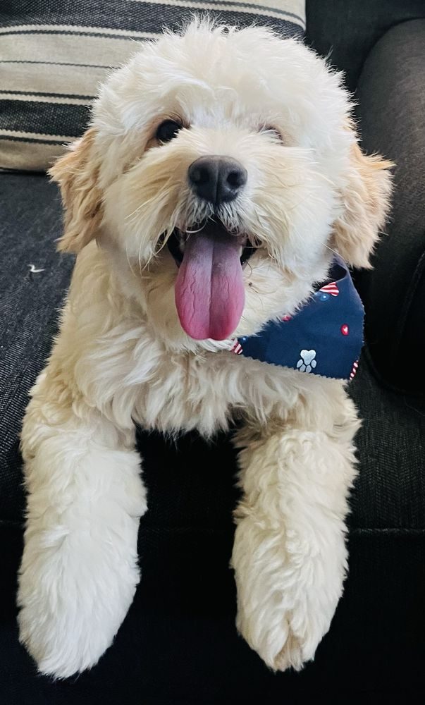 Happy cream colored doodle with a fluffy fresh groom and a navy bandana, tongue out